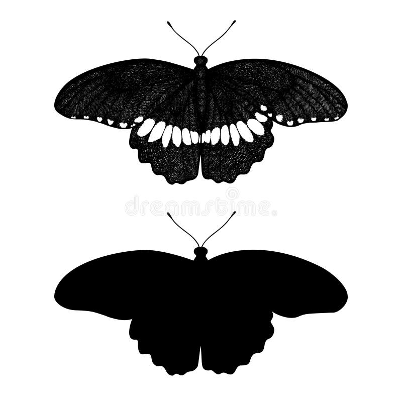 Farfalla Tropicale Papilio Polites Cianfrusaglie Illustrazione