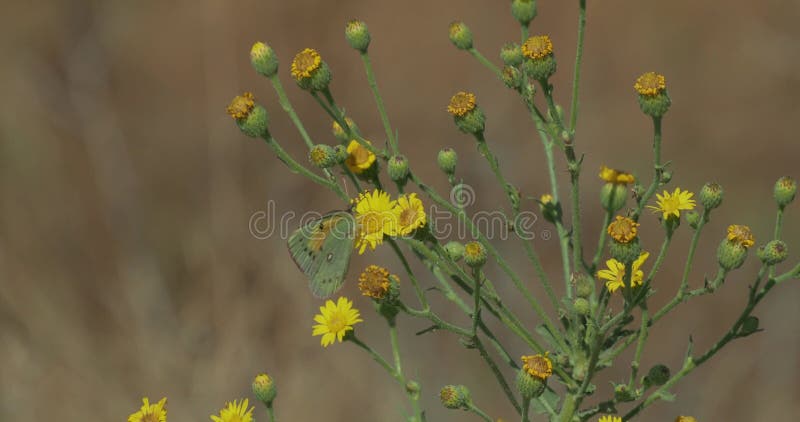 Farfalla verde leggera che raccoglie nettare su un fiore giallo nativo di Sacramento