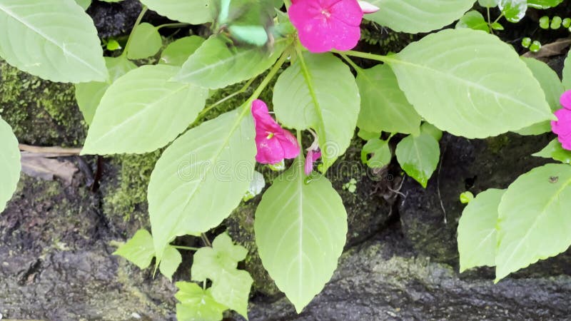 Farfalla verde sul fiore