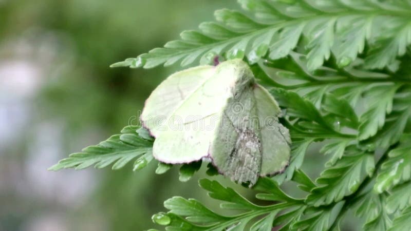 Farfalla verde sulle foglie di felce