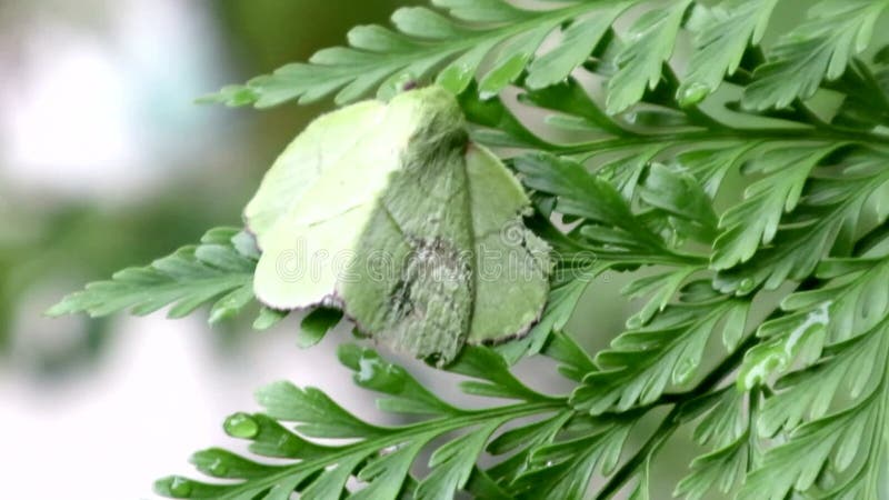 Farfalla verde sulle foglie di felce