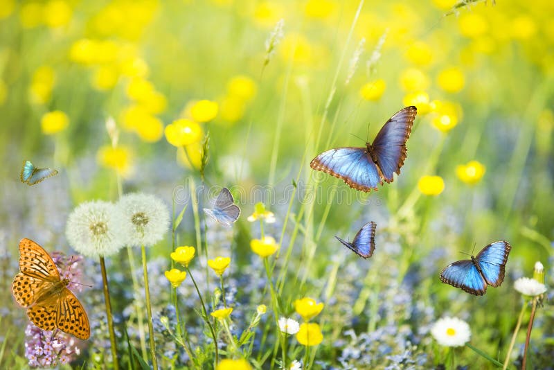 Farfalle blu nel volo della priorità alta in un prato soleggiato fotografia stock libera da diritti Farfalle blu nel volo della priorità alta in un prato soleggiato fotografia stock libera da diritti