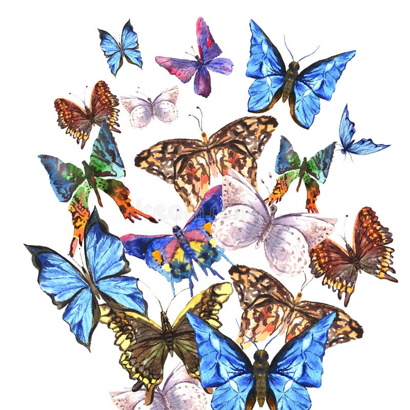 Download Farfalle Dell'acquerello Su Un Fondo Bianco Illustrazione di Stock - Illustrazione di invito, illustrazione: 56889716