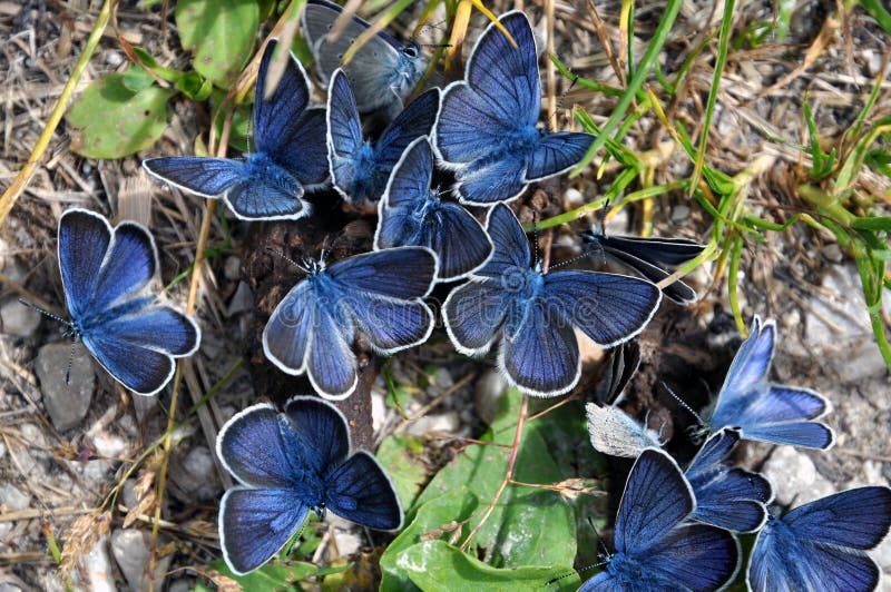 Group of blue Mazarine butterflies on manure. Group of blue Mazarine butterflies on manure