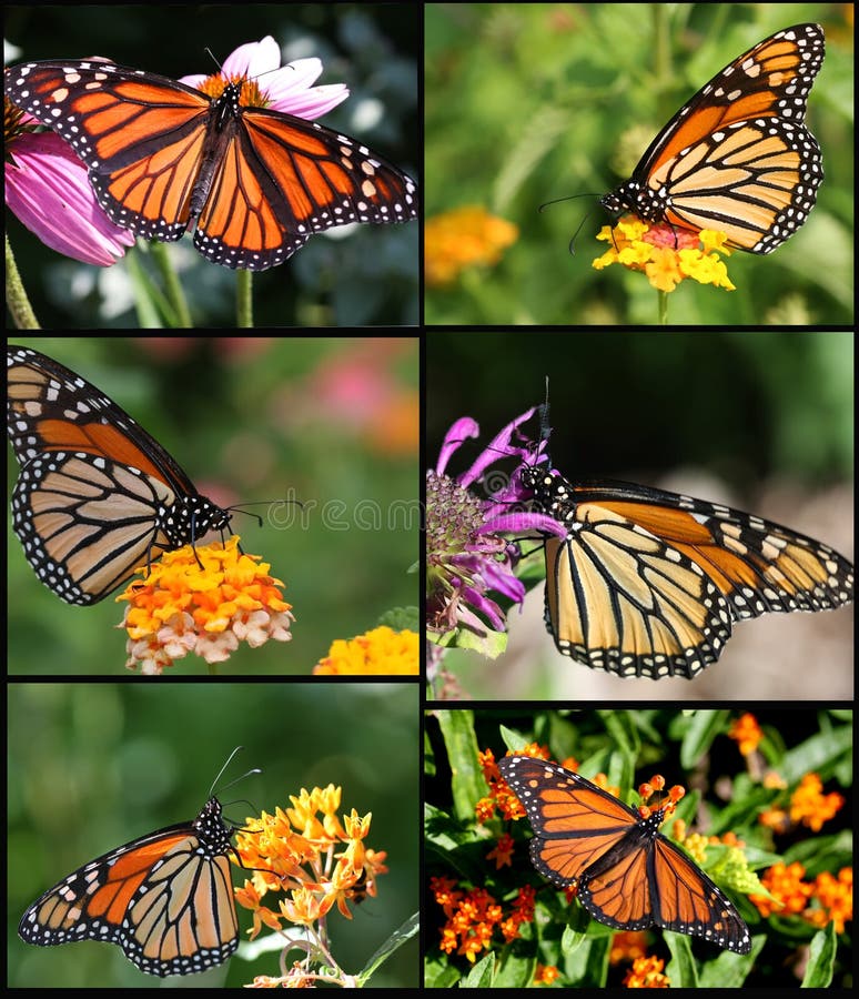Beautiful Colorful Monarch Butterfly Collage. Beautiful Colorful Monarch Butterfly Collage