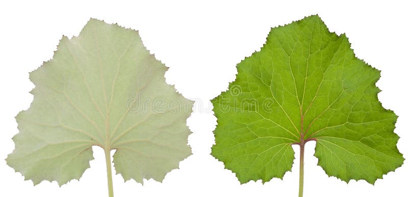 Мать и мачеха листья на белом фоне