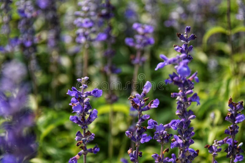 Salvia farinacea Benth. Mealy Cup Sage ; A beautiful, brightly coloured and eye-catching. full blooming white purple flowers, bunch into long bouquet. background, close up, natural sunlight. Salvia farinacea Benth. Mealy Cup Sage ; A beautiful, brightly coloured and eye-catching. full blooming white purple flowers, bunch into long bouquet. background, close up, natural sunlight.