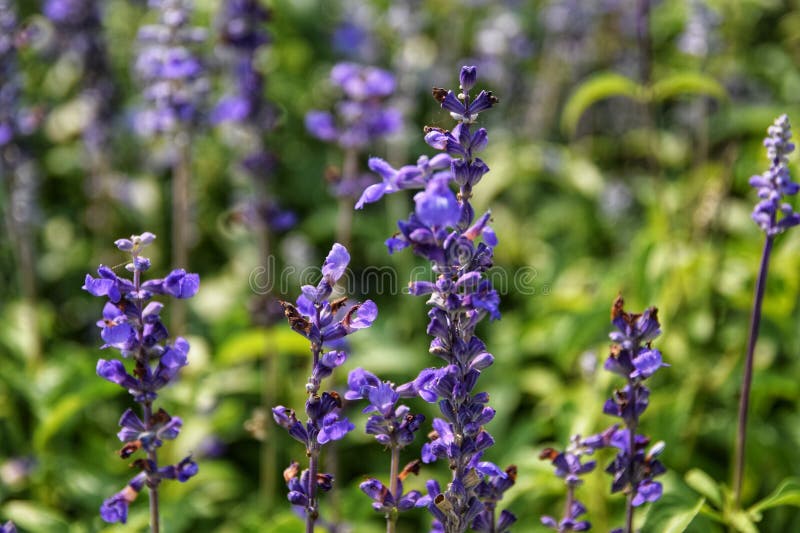 Salvia farinacea Benth. Mealy Cup Sage ; A beautiful, brightly coloured and eye-catching. full blooming white purple flowers, bunch into long bouquet. background, close up, natural sunlight. Salvia farinacea Benth. Mealy Cup Sage ; A beautiful, brightly coloured and eye-catching. full blooming white purple flowers, bunch into long bouquet. background, close up, natural sunlight.