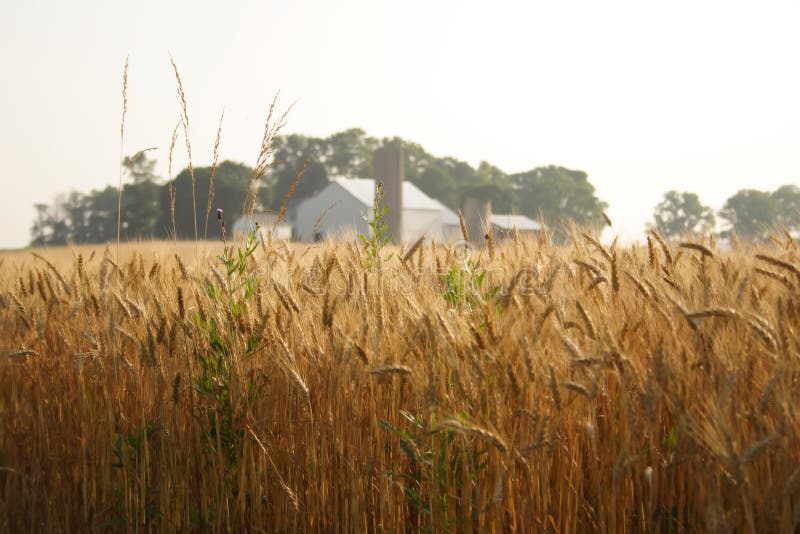 A farm