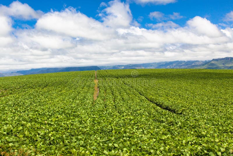 Farm Agriculture Crops Blue Clouds stock photos Farm Agriculture Crops Blue Clouds stock photos