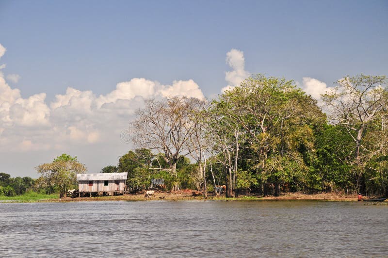 Farm in the Amazon Jungle