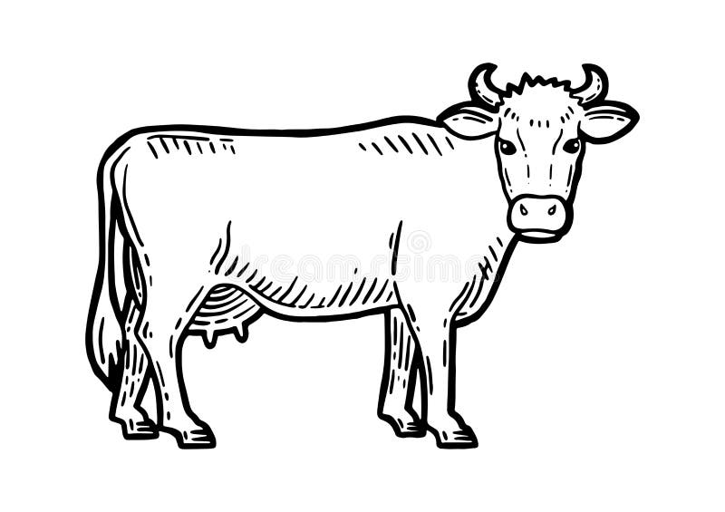 Farm Animal. Cow Sketch. Hand Drawn. Vintage Style Stock Vector -  Illustration of engraved, black: 228738314