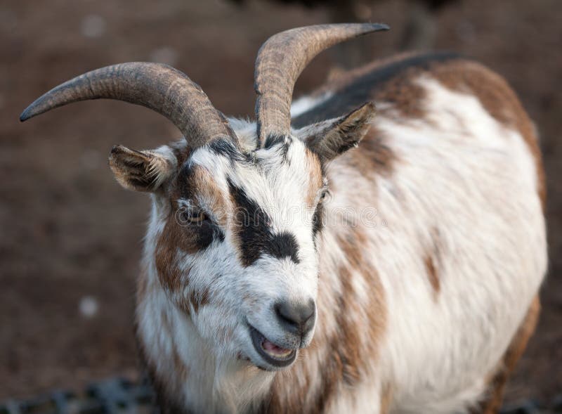 Farm Animal - Mountain Goat Stock Image - Image of horn, cute: 24012471