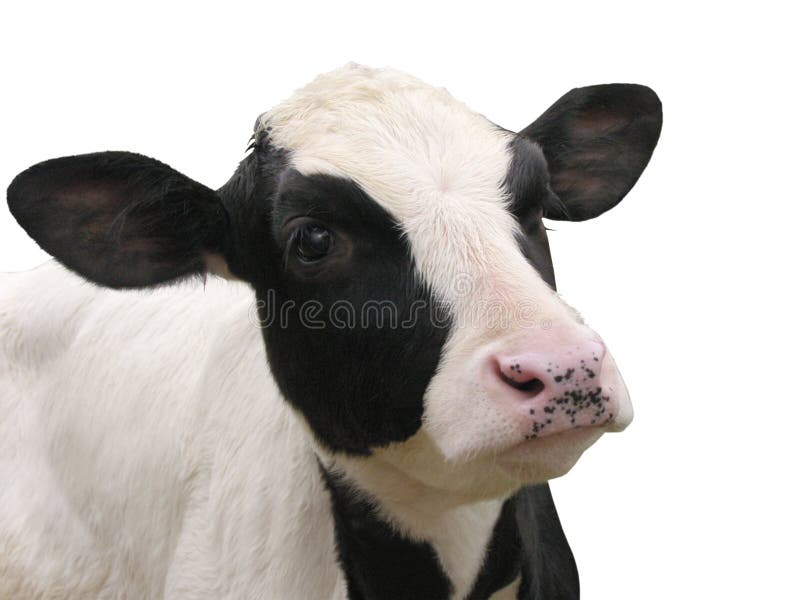 Farm Animals - Calf cow isolated on white background