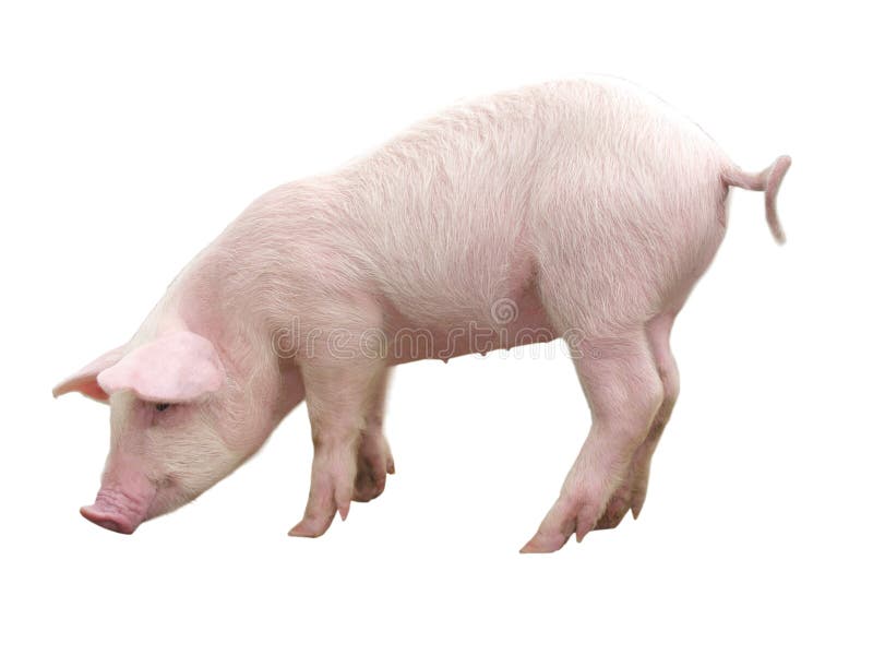 Farm Animals - Pig who is represented on a white background - Image stock image Farm Animals - Pig who is represented on a white background - Image stock image