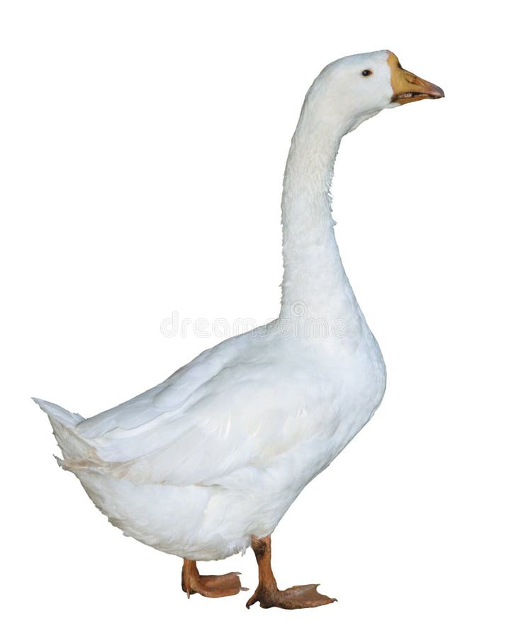 White Goose isolated on white background