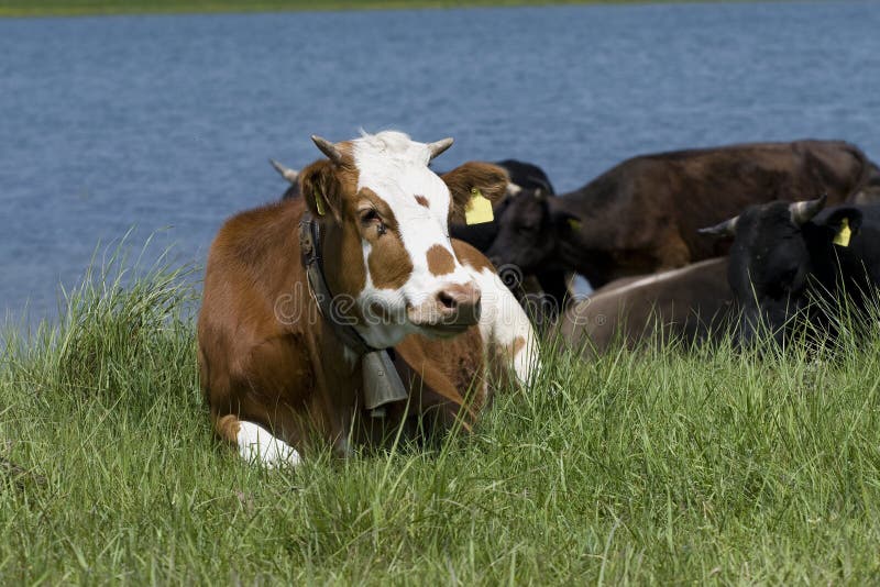 Farm animals stock photo. Image of curious, spots, fresh 5214870