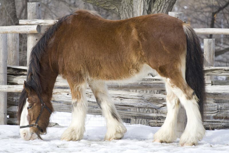 Farm animals stock photo