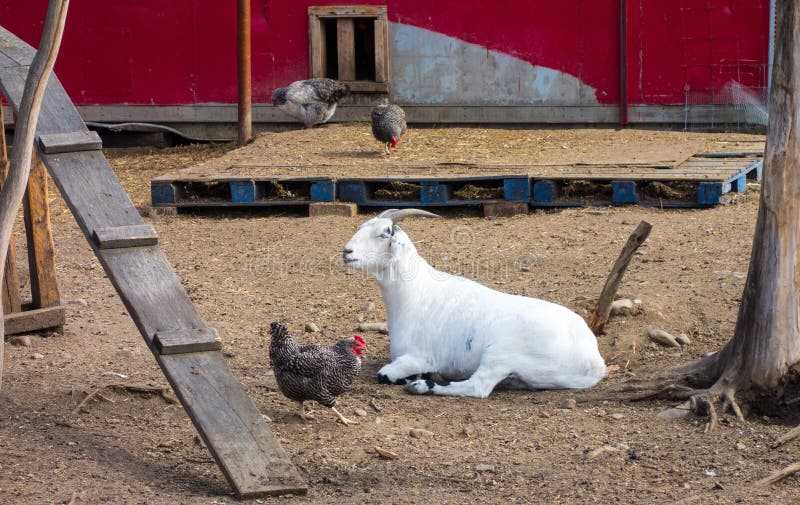 A Sheep and Some Chickens at Chena Hot Springs Stock Photo - Image of alaskan, feathers: 103568824 A Sheep and Some Chickens at Chena Hot Springs Stock Photo - Image of alaskan, feathers: 103568824