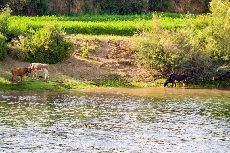 Farm Animals by the Bank of the Nile River Stock Photo - Image of nature,  stream: 200083618