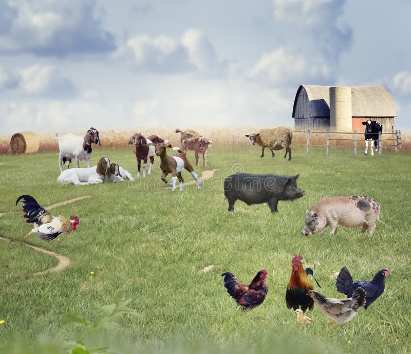 217,111 Farm Animals Stock Photos - Free & Royalty-Free Stock Photos from  Dreamstime