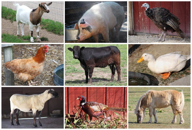 296 Farm Animals Collage Photos Free Royalty Free Stock Photos From Dreamstime