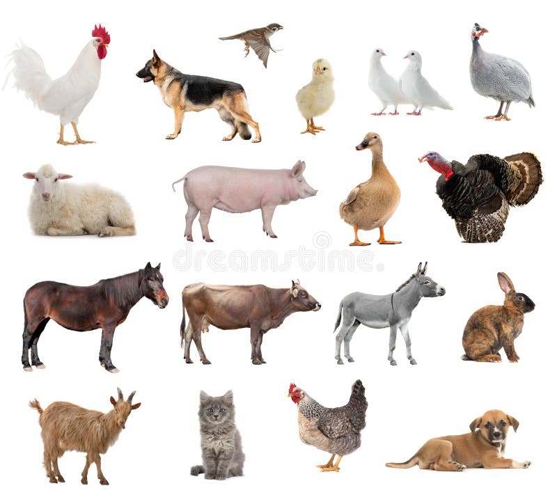 358 Farm Animals Collage Stock Photos - Free & Royalty-Free Stock Photos  from Dreamstime