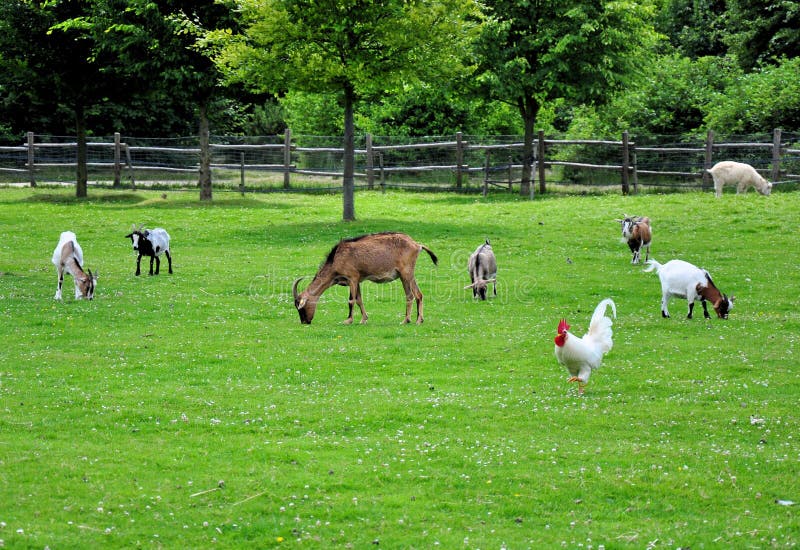 217,211 Farm Animals Stock Photos - Free & Royalty-Free Stock Photos from  Dreamstime