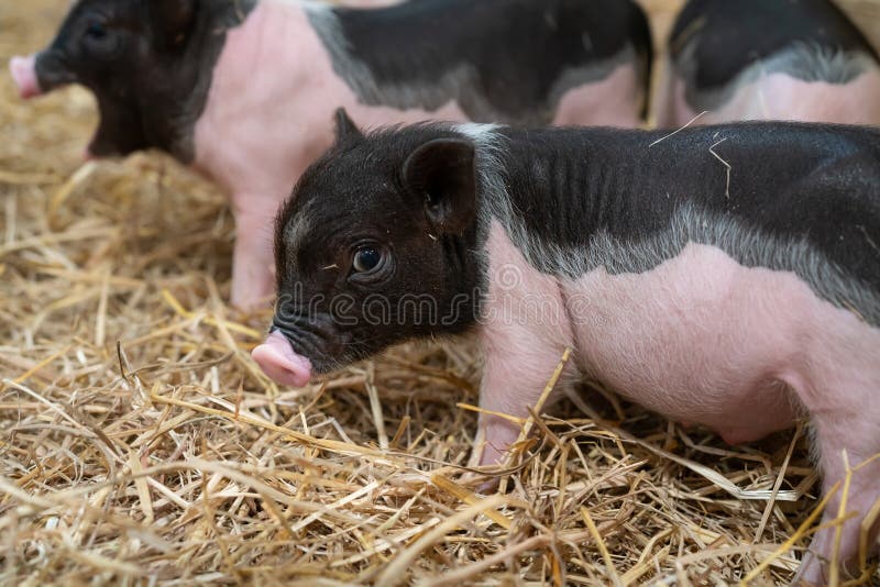 Farm Animals : Funny Spotted Piglet, Cute Baby Pot-Bellied Pigs In A Farm.  Stock Photo - Image Of Cute, Attractive: 137219060