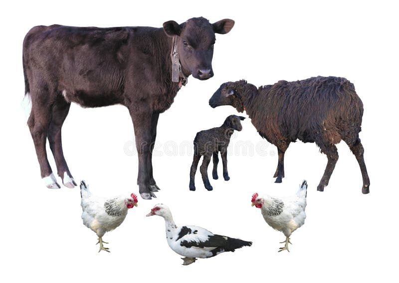 Farm animals isolated over white - calf, sheep, lamb, chicken, d