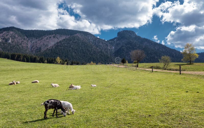 Farm animals on pasture