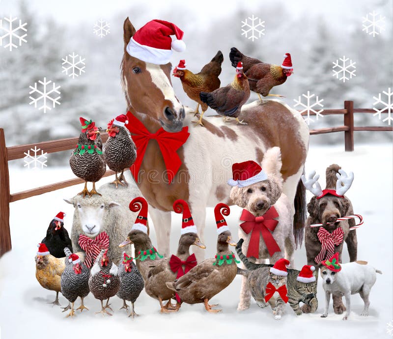 22,301 Animals Christmas Stock Photos - Free & Royalty-Free Stock Photos  from Dreamstime