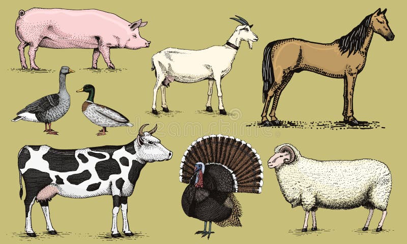 Farm Animals Shirt. Retro Cow, Pig, Chicken & Duck T-Shirt Farm Animals Shirt. Retro Cow, Pig, Chicken & Duck T-Shirt