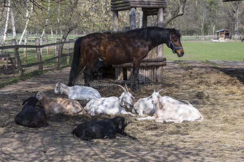 Farm animals spending relaxing time together, horses and goats in springtime