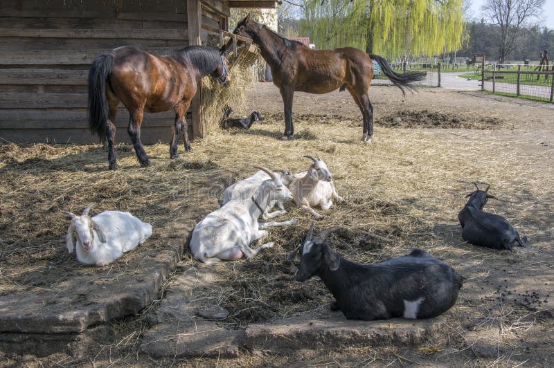 Farm animals spending relaxing time together, horses and goats in springtime