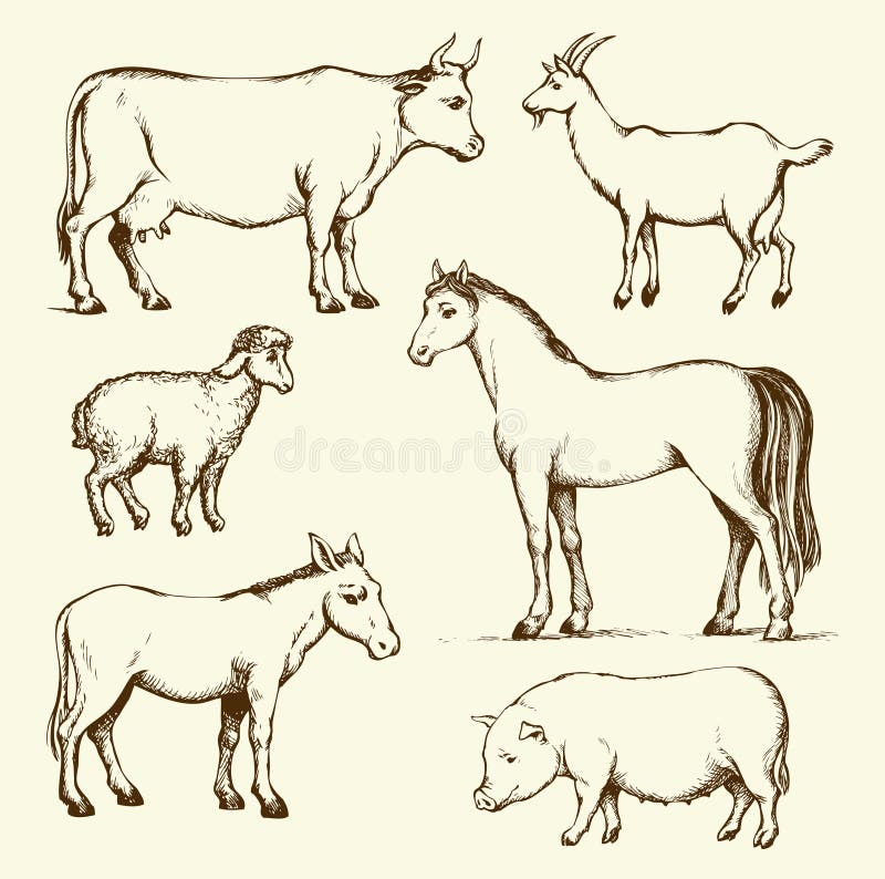 Farm Animals. Vector Drawing Stock Vector - Illustration of beast, gelding: 65284003 Farm Animals. Vector Drawing Stock Vector - Illustration of beast, gelding: 65284003