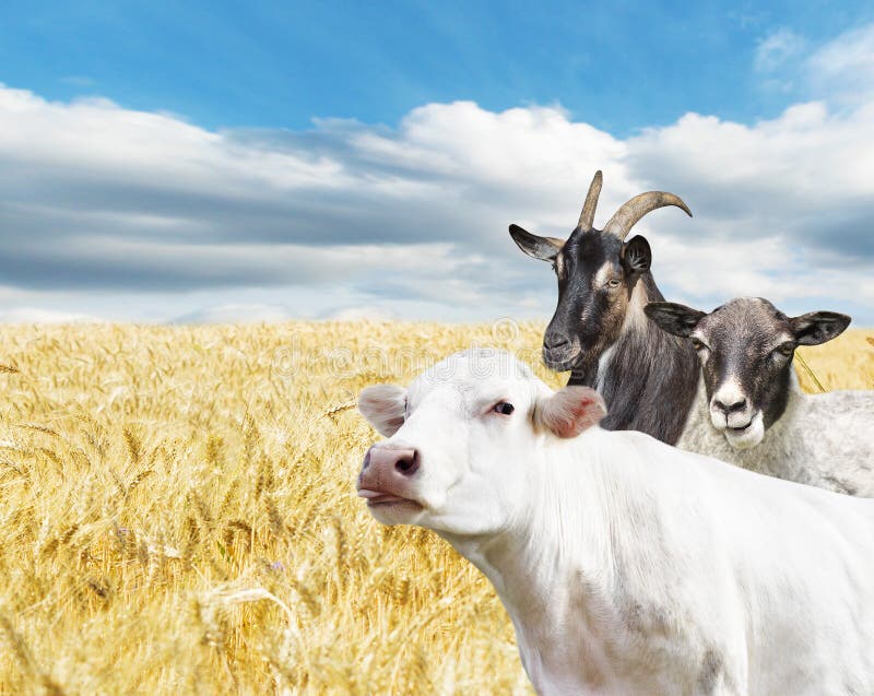 Farm animals stock photo. Image of domestic, herbivorous 63070286