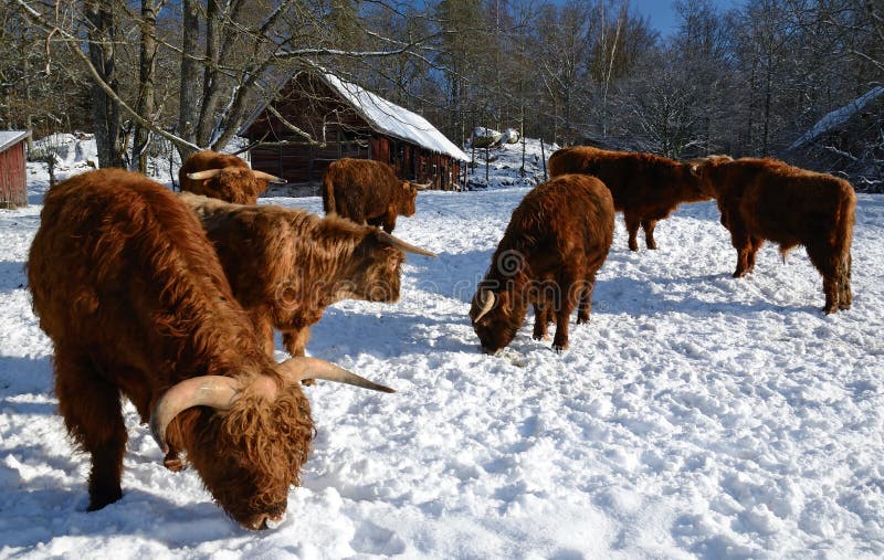 Farm animals in winter stock image. Image of countryside - 23375705 Farm animals in winter stock image. Image of countryside - 23375705
