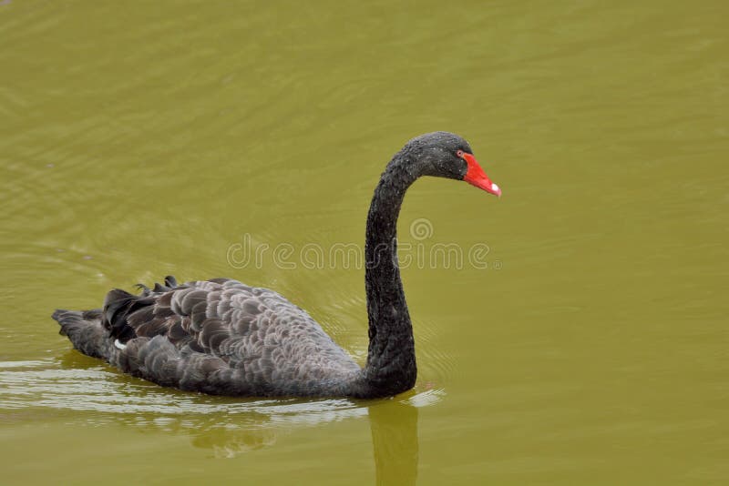 Black Swan stock photo. Image of farm, nfarm, mountaineering 207314842