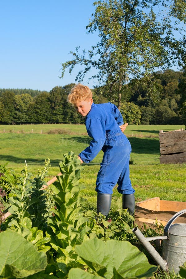 Farm Boy Weeding Vegetable Garden Stock Im