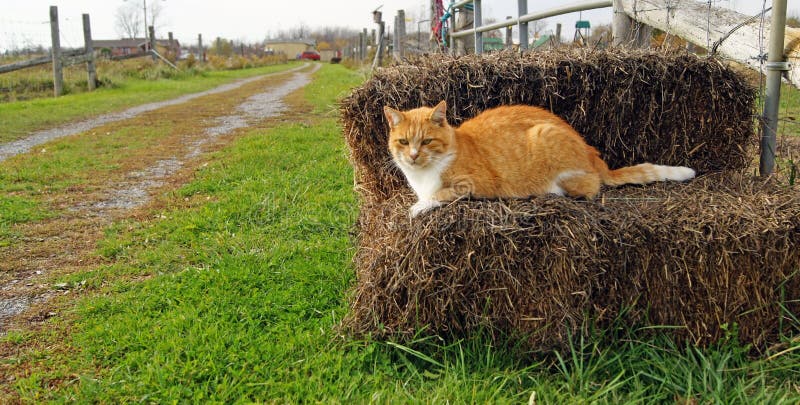 Orange farm gatto si rilassa su una balla di paglia.