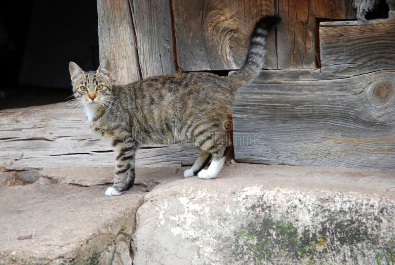 Farm cat stock image. Image of eyes, lithuania, foretime 26268437