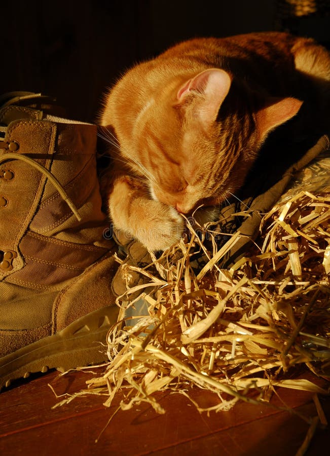 Farm Cat Picture. Image 4374212