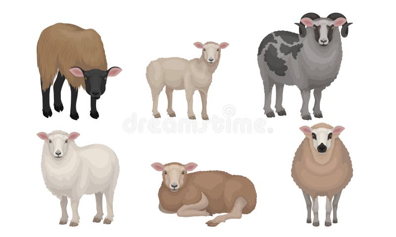 Farm Cattle with Hornes and Wooly Coat Vector Set. Flocks and Herds Grazing Concept
