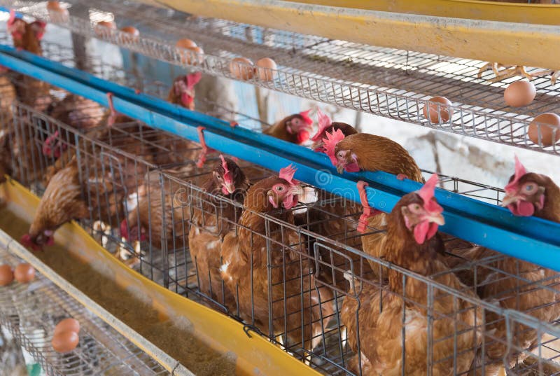 Farm Chicken in a Barn, Hens in Cages Industrial Farm Stock Photo