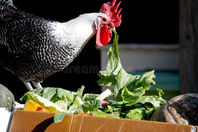 Farm Chicken Eating Lettuce Stock Image Image of farming, agriculture