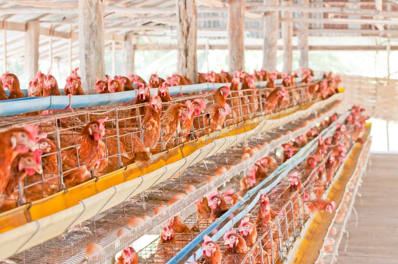 Farm chicken eggs. stock photo. Image of coop, barn, chickens 34978454