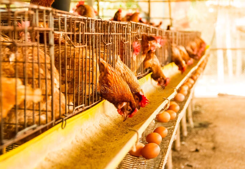 Farmer Working in Chicken Farm Stock Image Image of farm, farmer