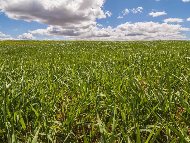 Farm, crop field. landscape with green grass. Spain agriculture.