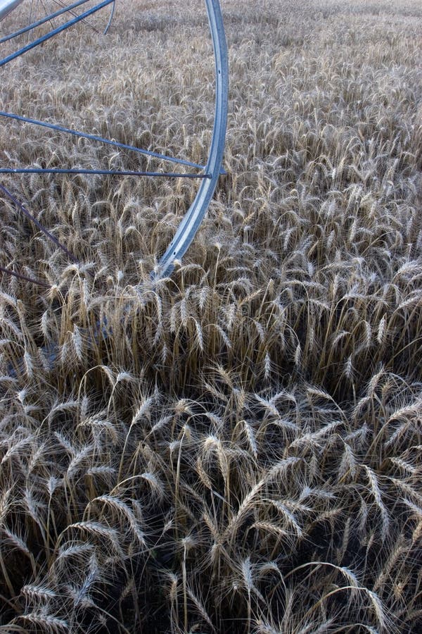 Farm crops waiting for harvest.